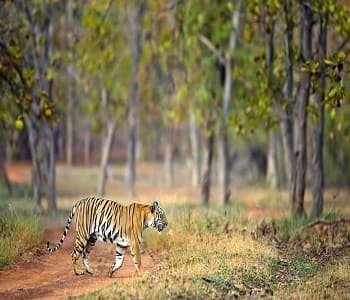5 Days Chikmagalur In-Depth Tour